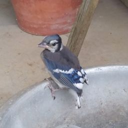 In My Distress: A Recollection from Seed Basket Devotional