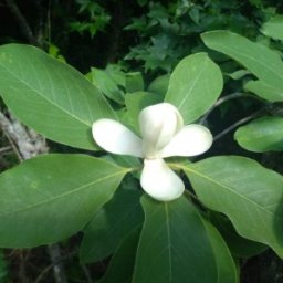 A Chance to Tell the World!