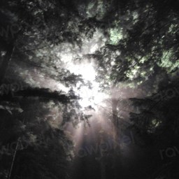 A Light for My Path