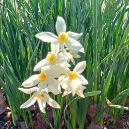 Phoebe, Chloe & JoAnna: A Recollection of Seed Basket Devotional