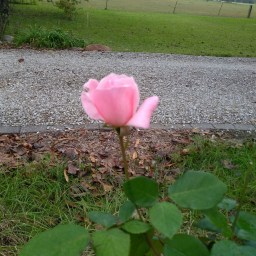 Simply: A Recollection from Seed Basket Devotional