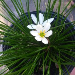 Son of Encouragement: A Recollection from Seed Basket Devotional