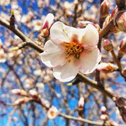 A Stream & An Almond Branch