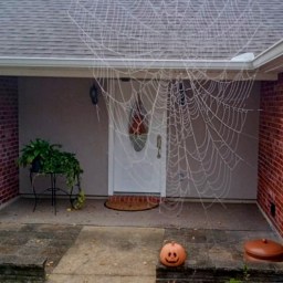 Spider Web