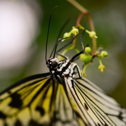 uʍop-ǝpᴉsd∩ – at the Festival