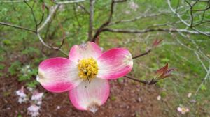 img_20250401_1346159145334777963894314