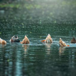 uʍop-ǝpᴉsd∩- with Faithless Believers