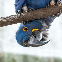 uʍop-ǝpᴉsd∩-at the Pool