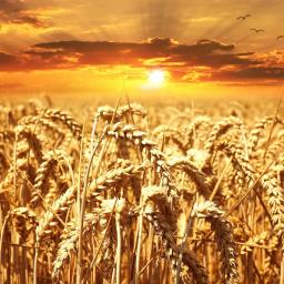 Seed Basket Stories