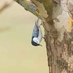 uʍop-ǝpᴉsd∩ On the Seashore