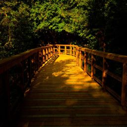 A Light for My Path
