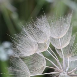 Seed Basket Stories