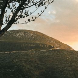 Olivet