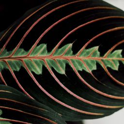 Seed Basket Stories